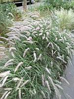 Herbe aux ecouvillons pourpres, Pennisetum setaceum (prise a Lyon)(4)